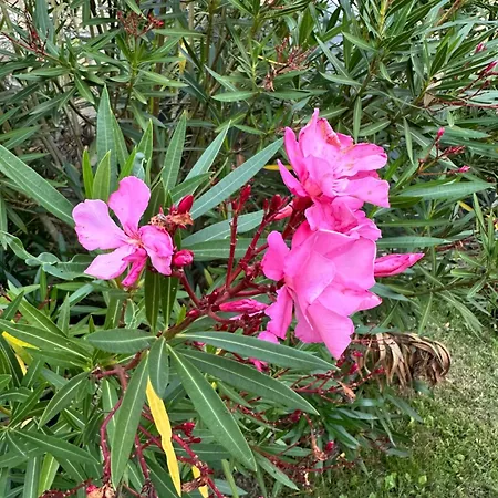 Oplm 8 P Proximite Charleville Holiday home *