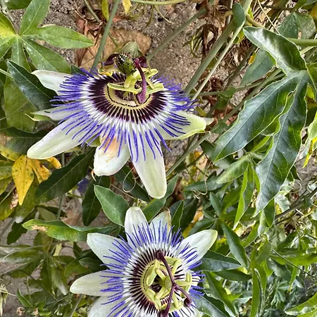 Oplm 8 P Proximite Charleville Holiday home Prix-les-Mezieres